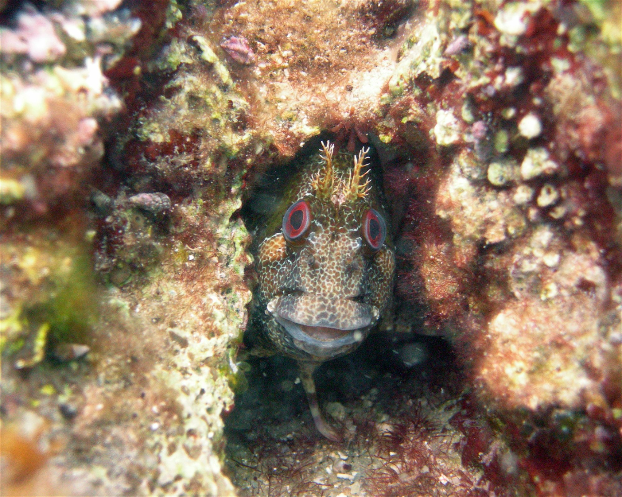 Dive City, 51260 Crikvenica