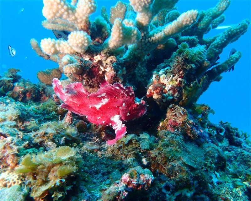 Divesite Image