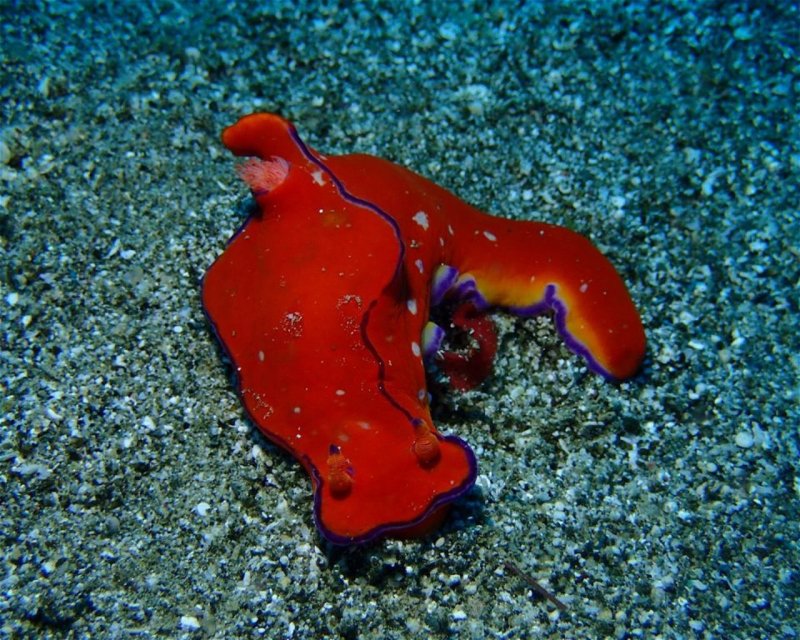 Divesite Image