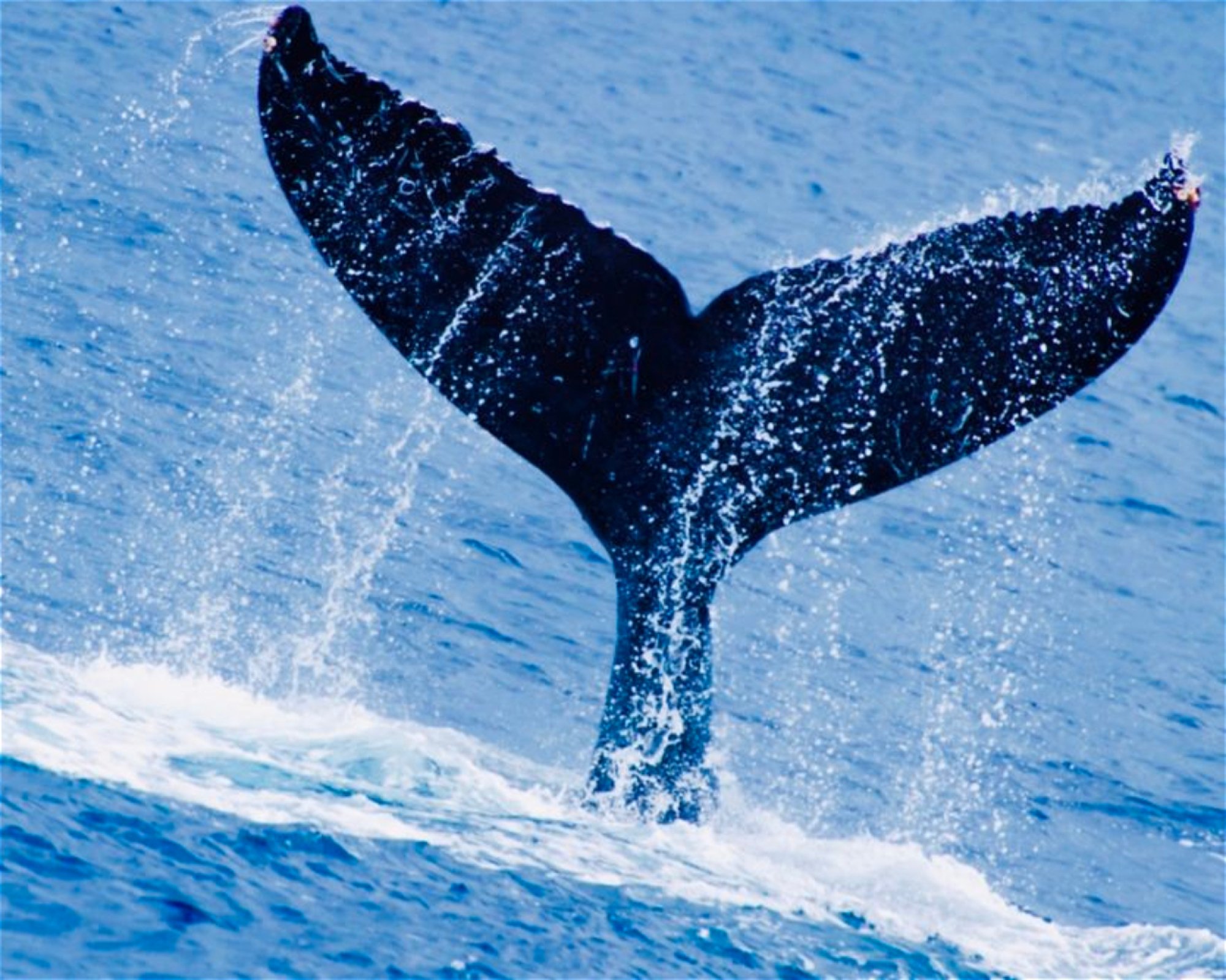 SSI Service Center Japan, 101-0051 Chiyoda-ku