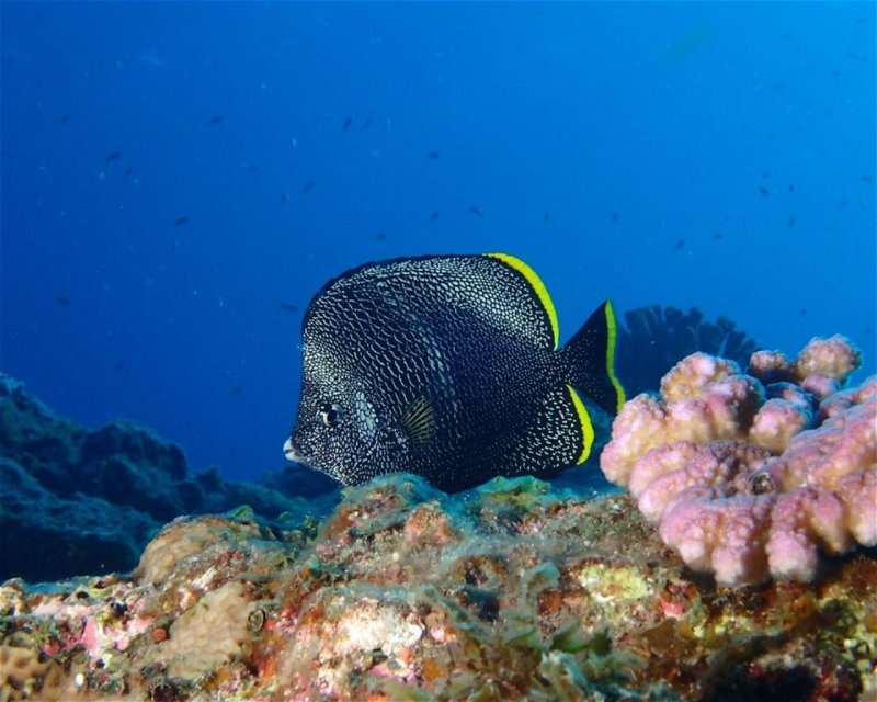 Divesite Image
