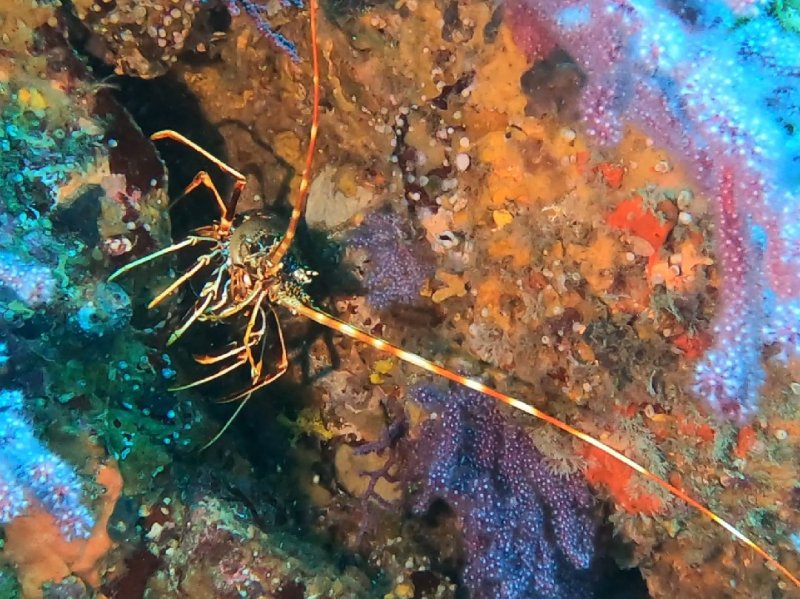 Divesite Image