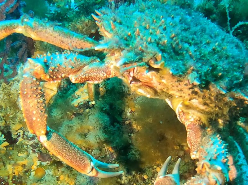 Divesite Image