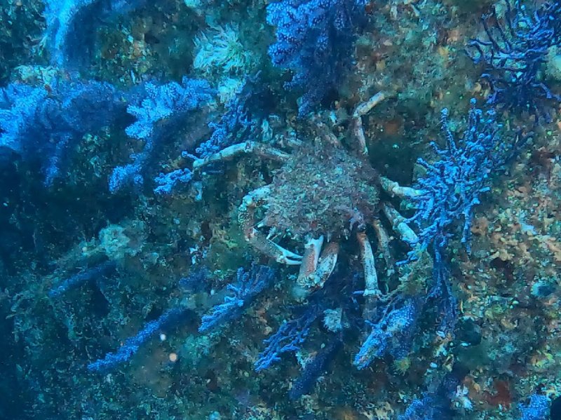Divesite Image