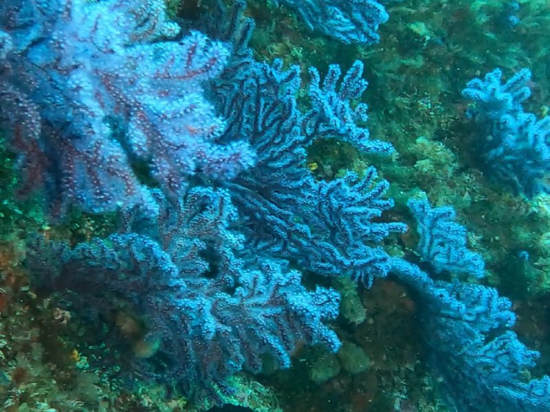 Divesite Image