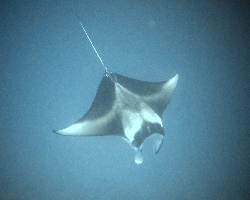 Divesite Image