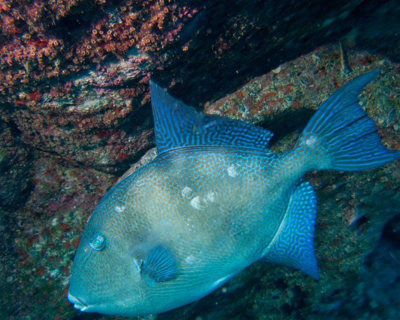 Divesite Image