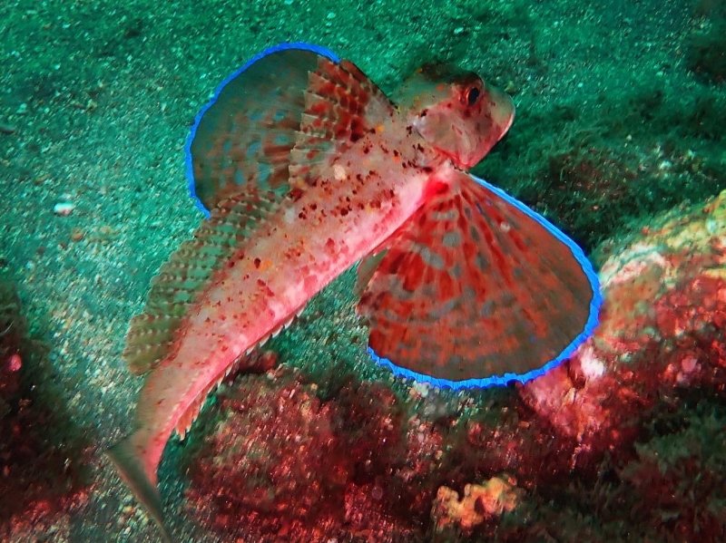 Divesite Image