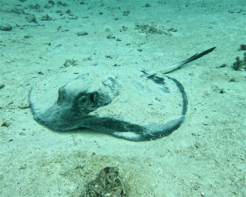 Divesite Image