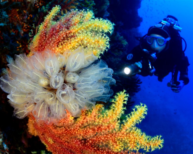 Divesite Image