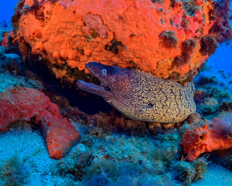 Divesite Image