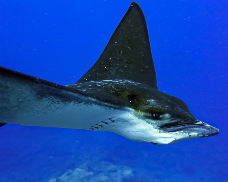 Divesite Image