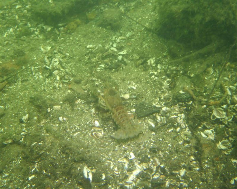 Divesite Image