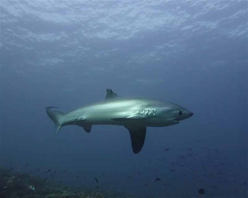 Divesite Image