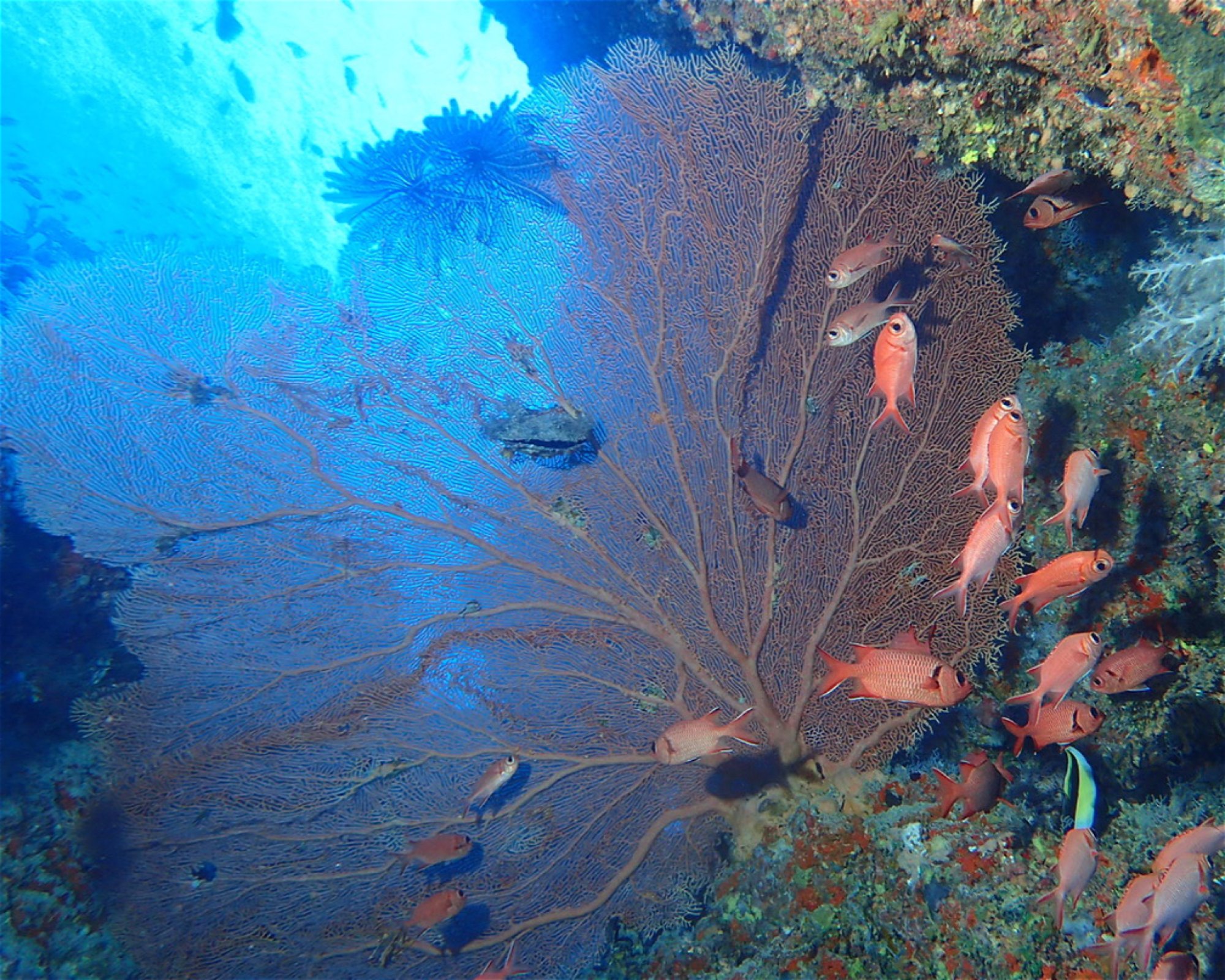 Joy Dive Dreamland, 0000 Baa Atoll