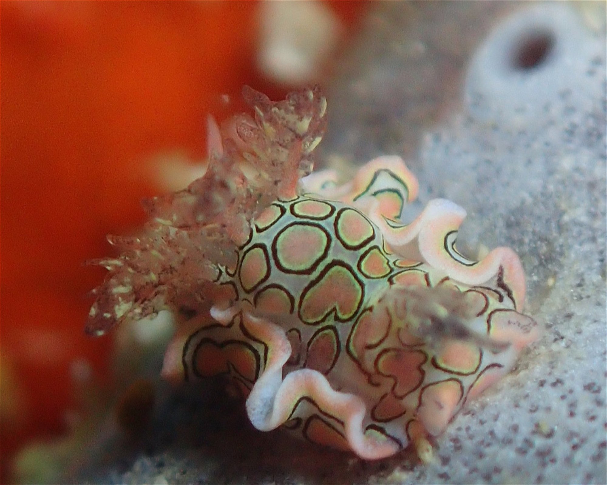 Joy Dive Dreamland, 0000 Baa Atoll