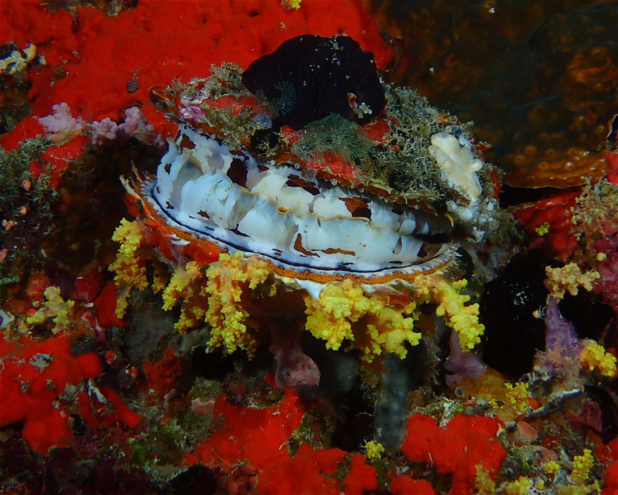 Joy Dive Dreamland, 0000 Baa Atoll