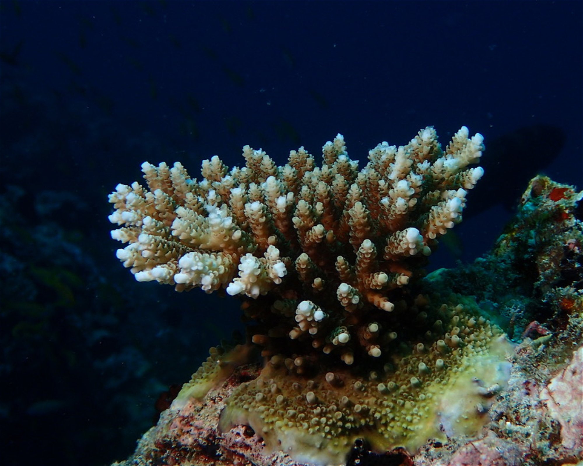 Joy Dive Dreamland, 0000 Baa Atoll