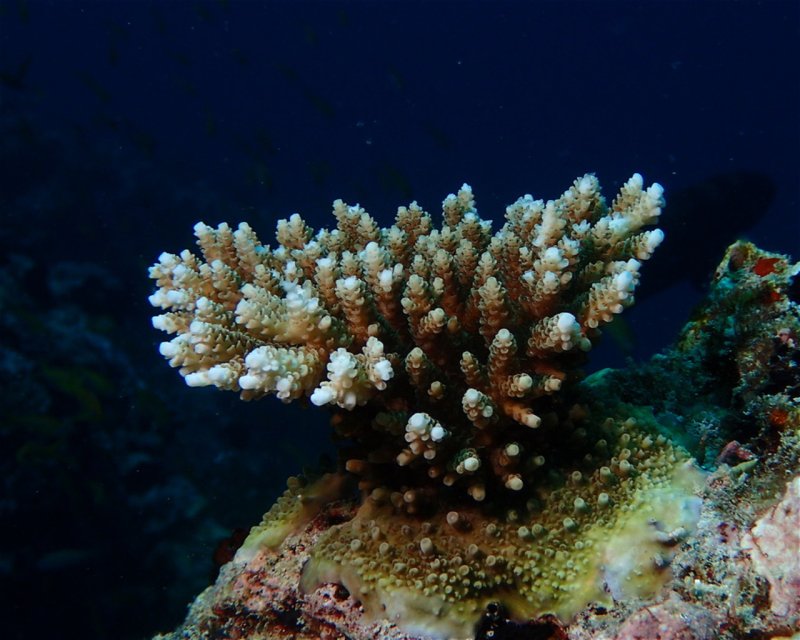 Divesite Image