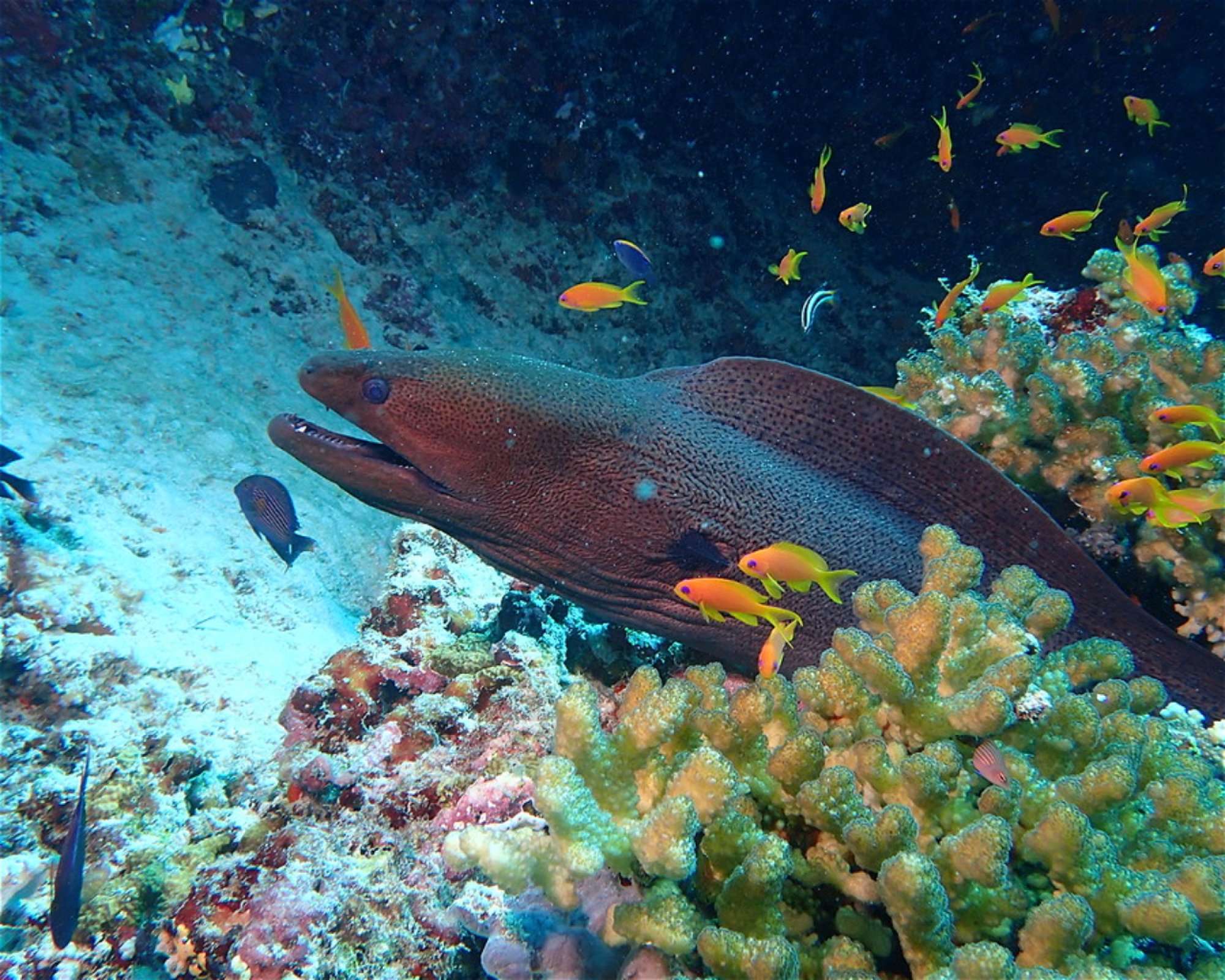 Joy Dive Dreamland, 0000 Baa Atoll