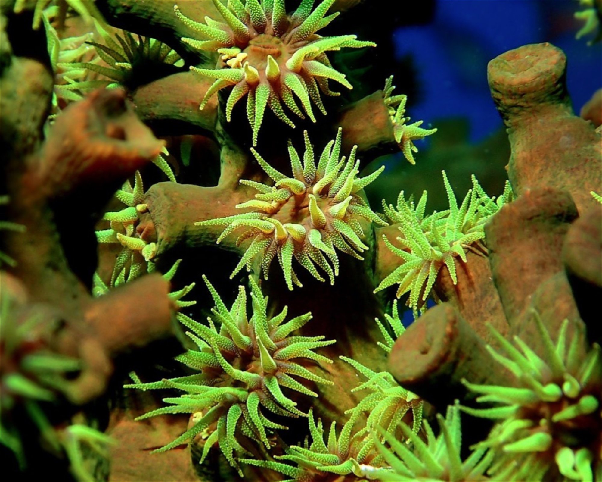 Joy Dive Dreamland, 0000 Baa Atoll