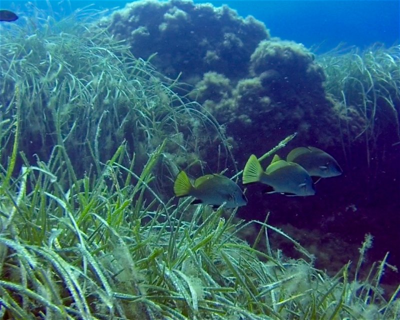 Divesite Image