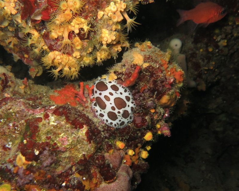 Divesite Image