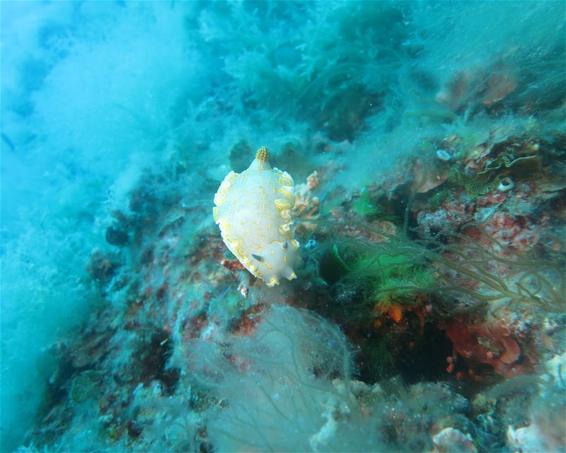 Divesite Image