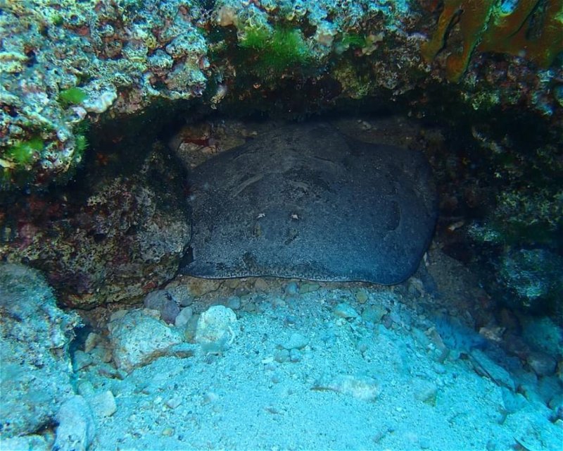 Divesite Image