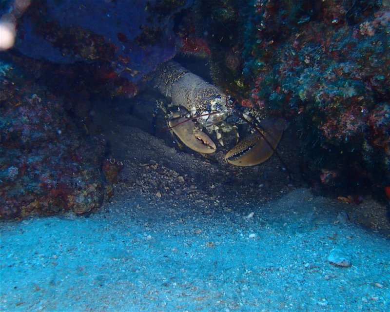 Divesite Image