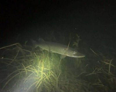Wee Hawk Wreck <span class="text-color-primary text-sm"> (★4.0)</span>