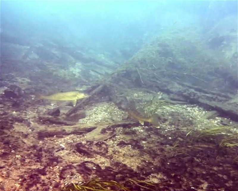 Divesite Image