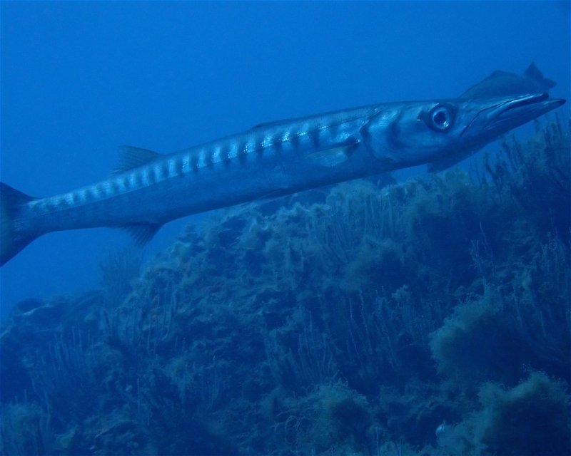 Divesite Image