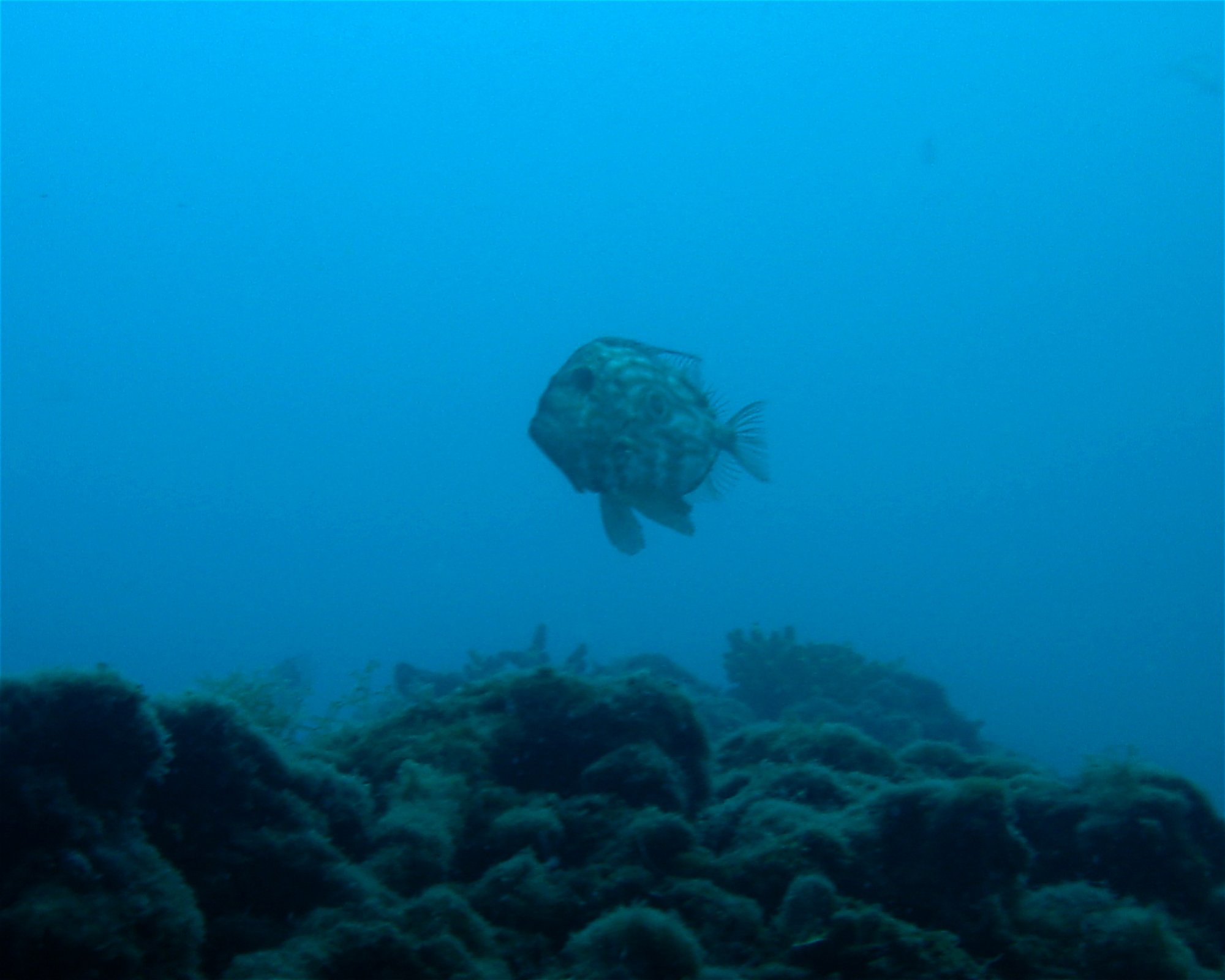 Dive City, 51260 Crikvenica