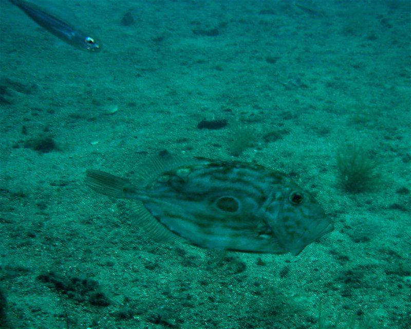 Divesite Image