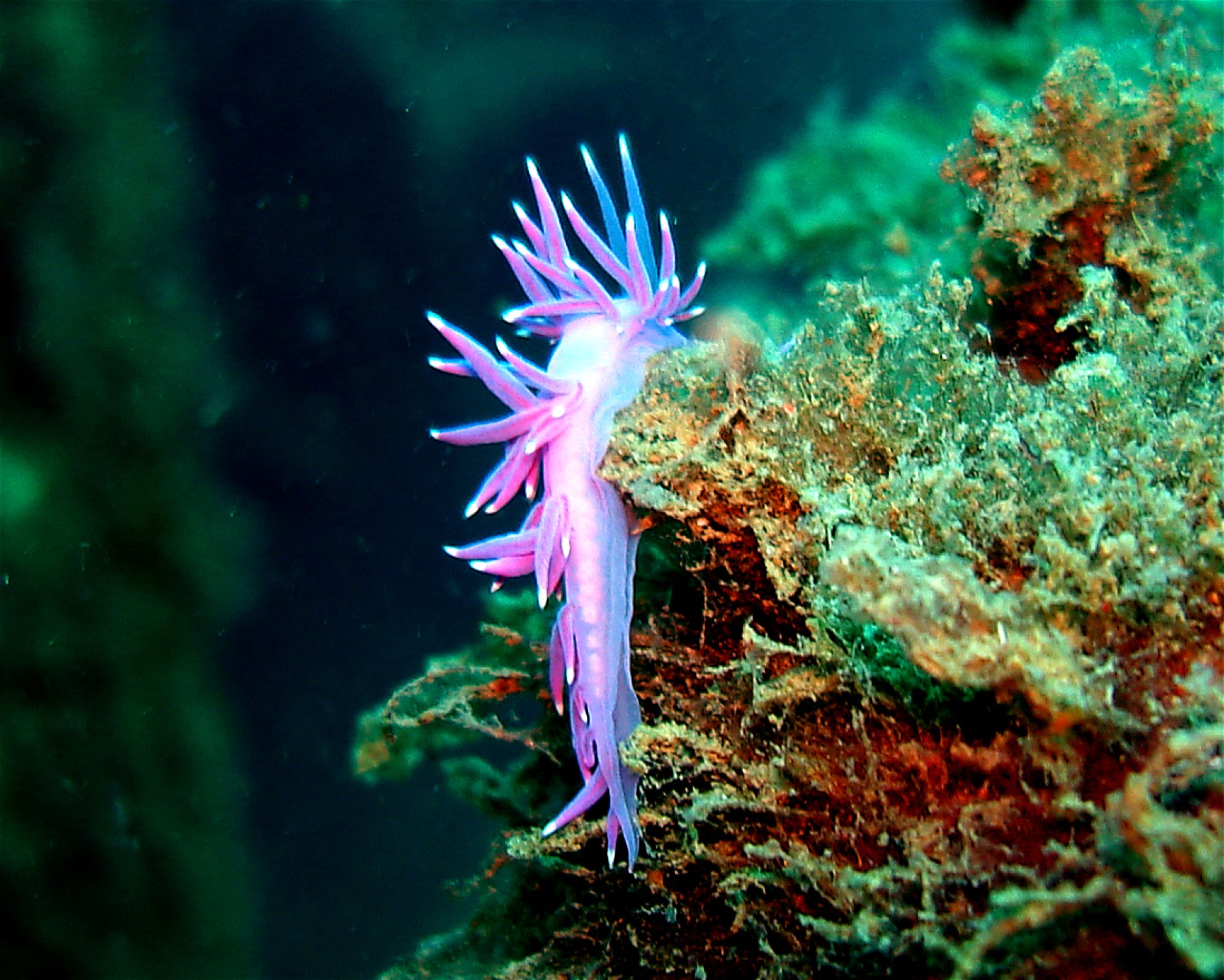 Dive City, 51260 Crikvenica