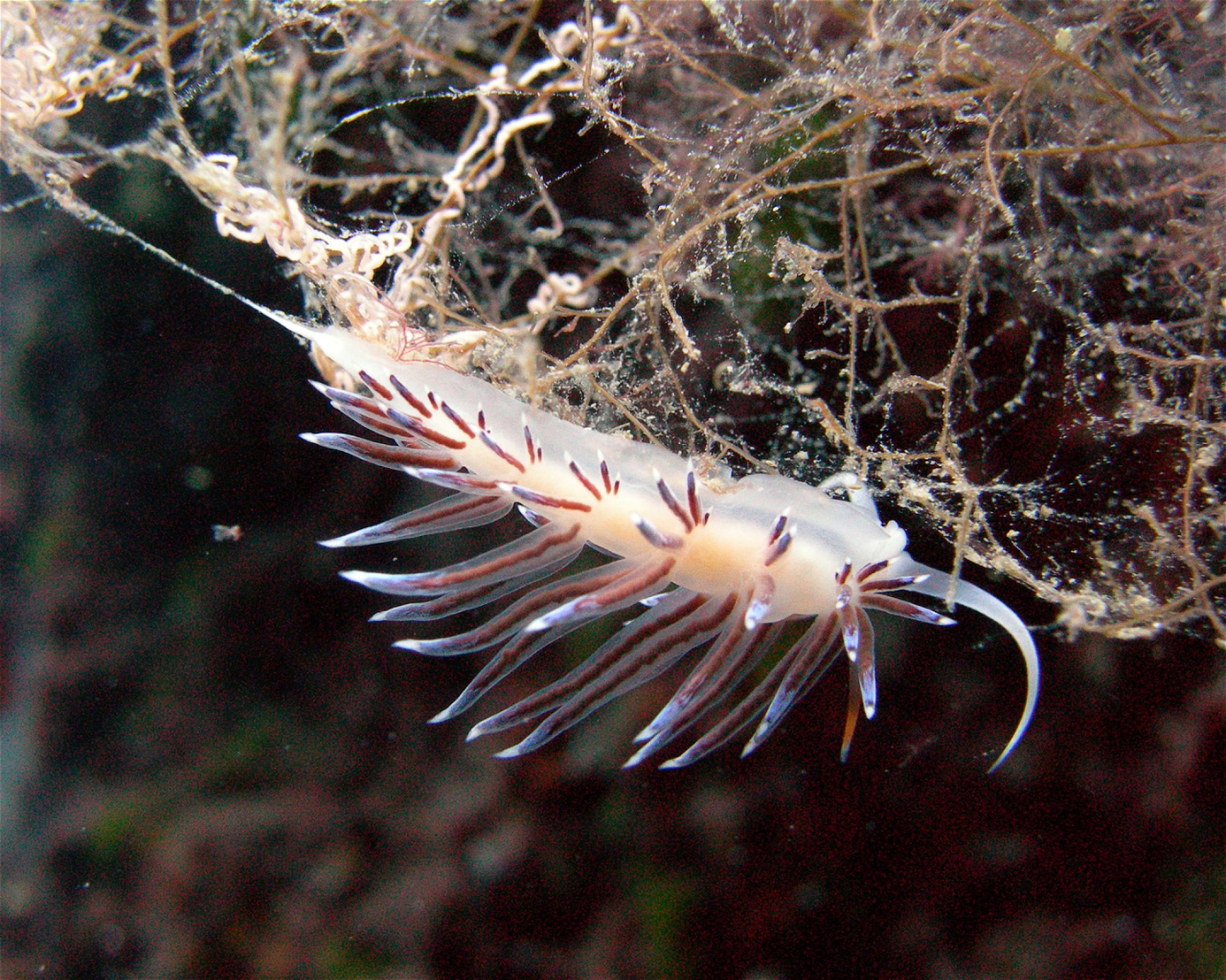 Dive City, 51260 Crikvenica