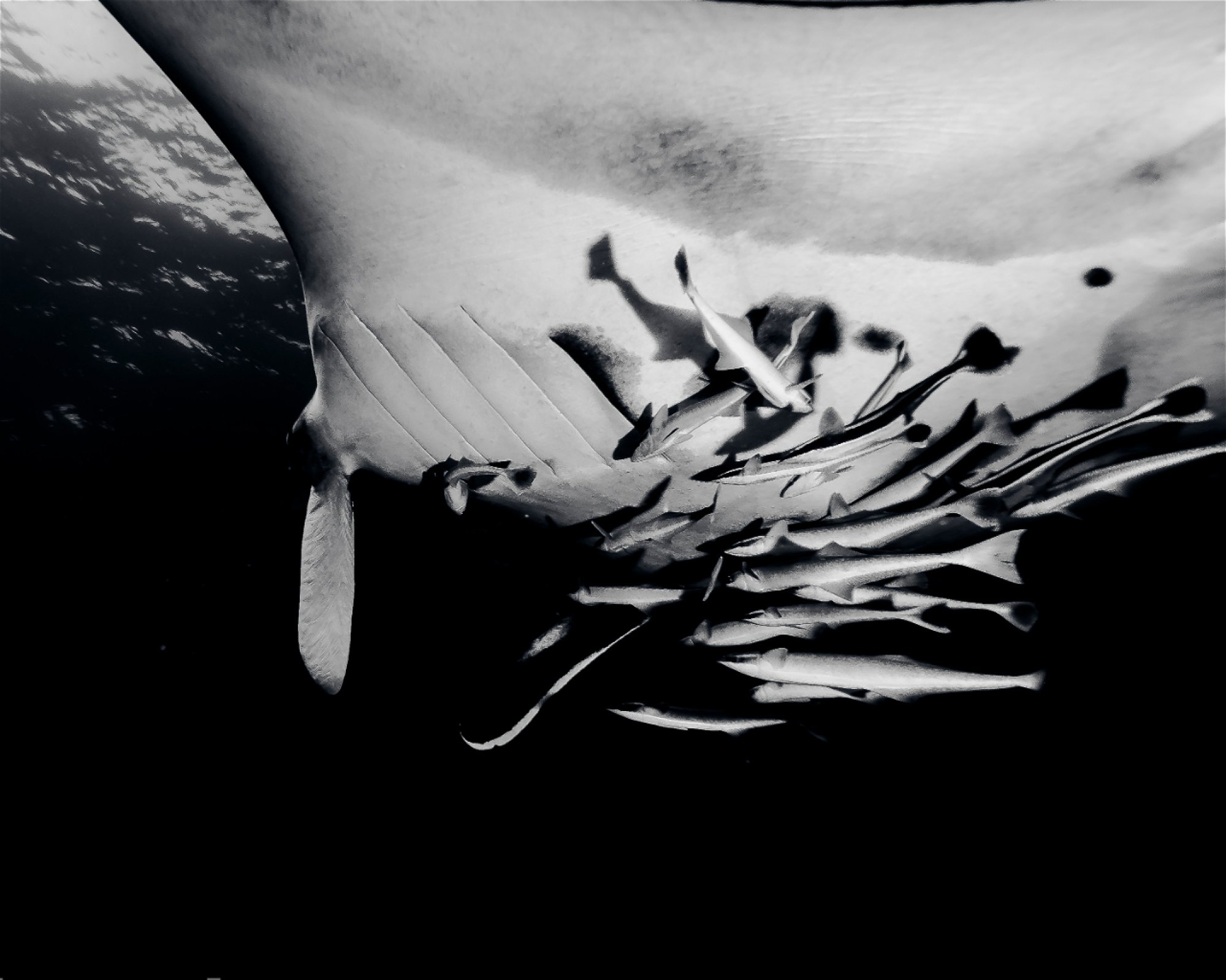 ScubaXcursion, 4180 Scottburgh