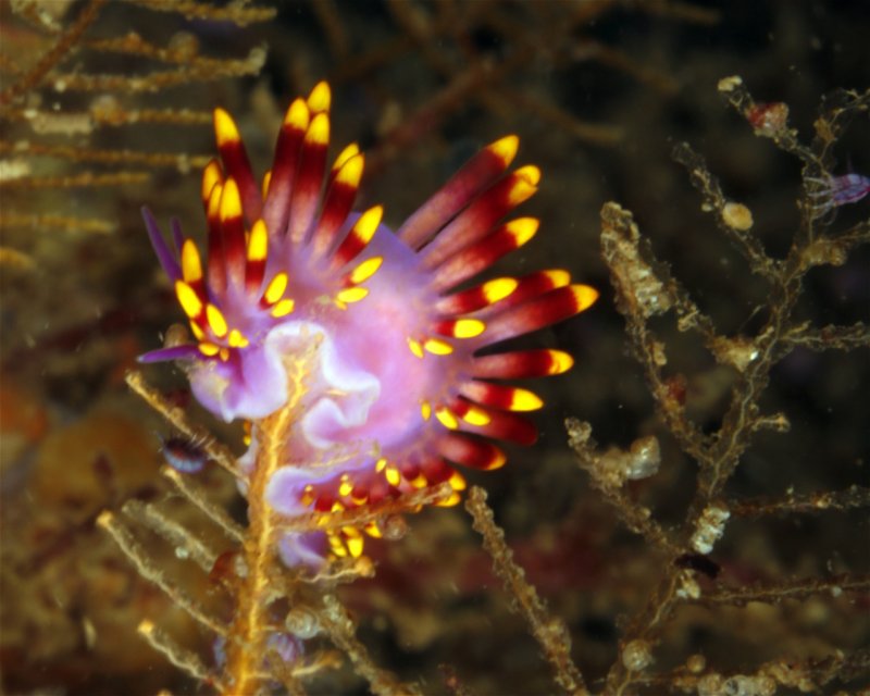 Divesite Image