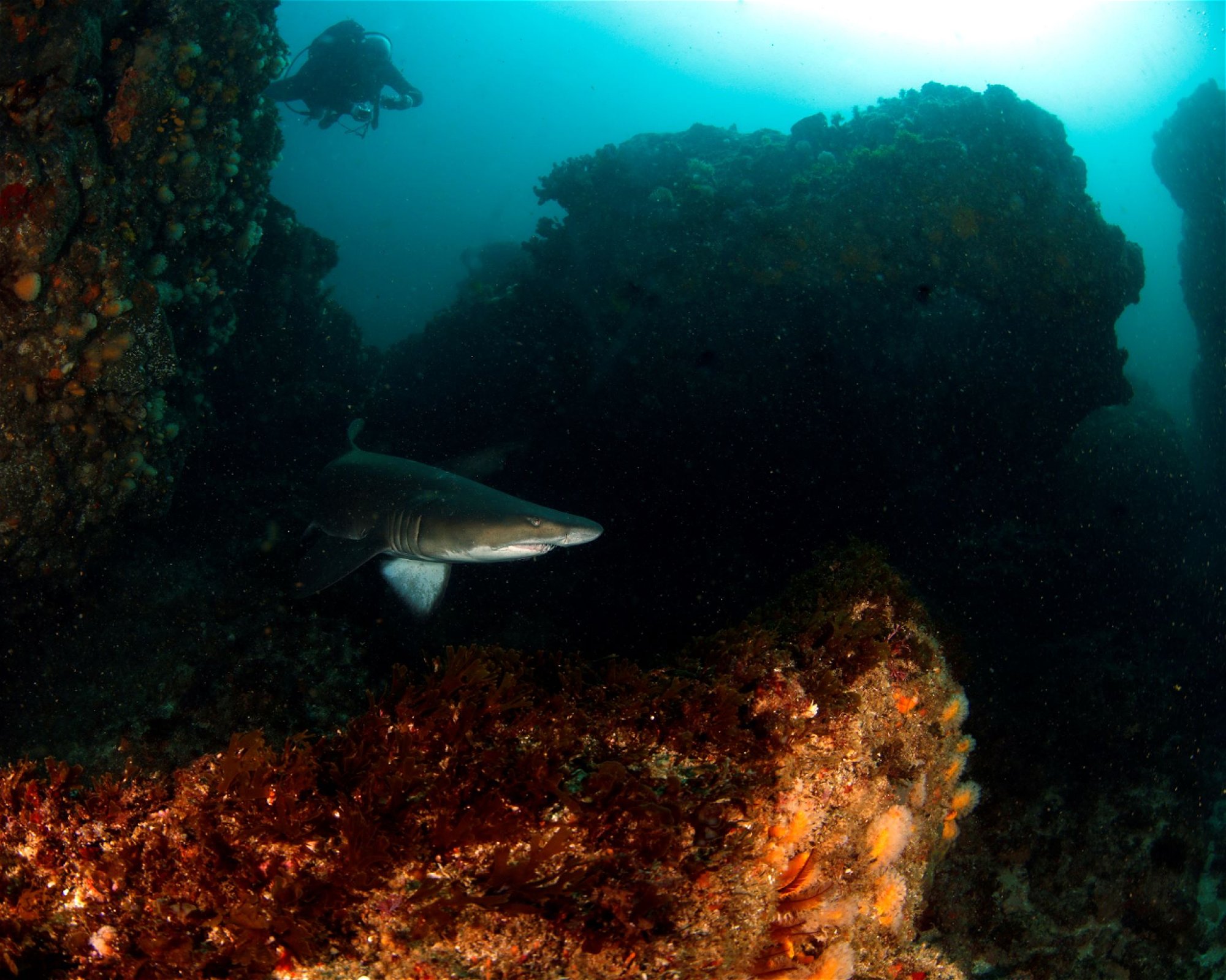 ScubaXcursion, 4180 Scottburgh
