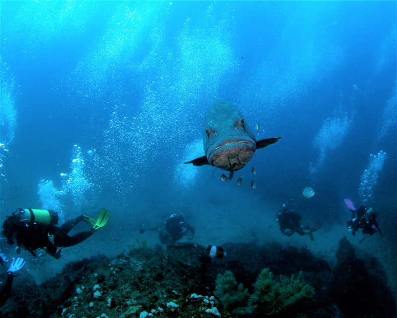 Divesite Image
