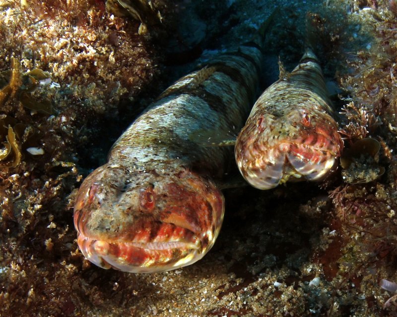 Divesite Image