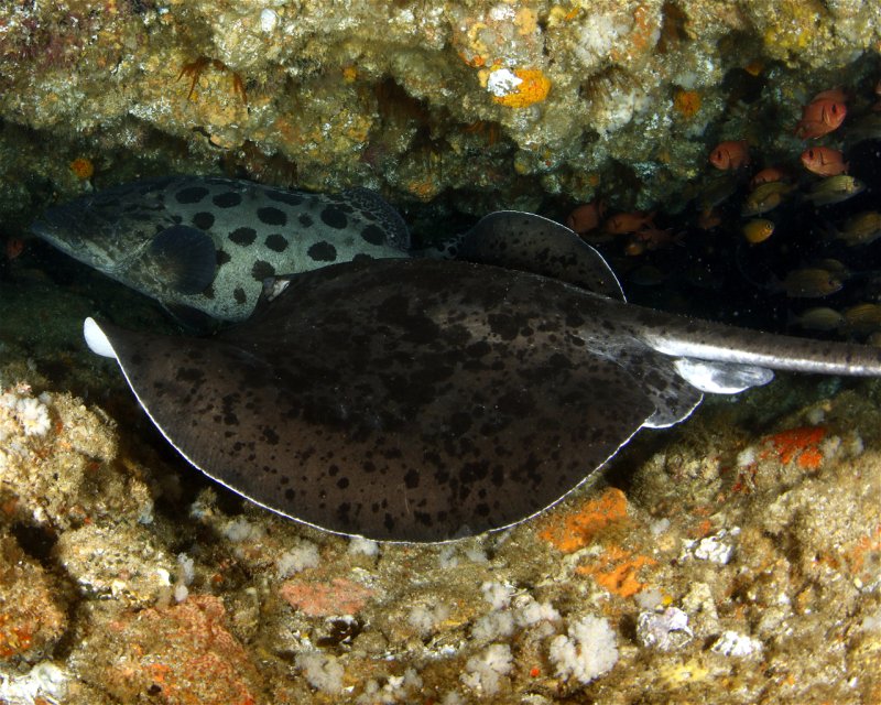 Divesite Image