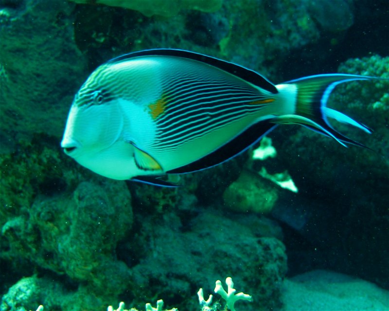 Divesite Image