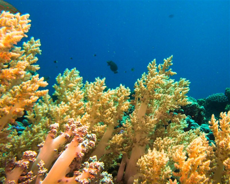 Divesite Image