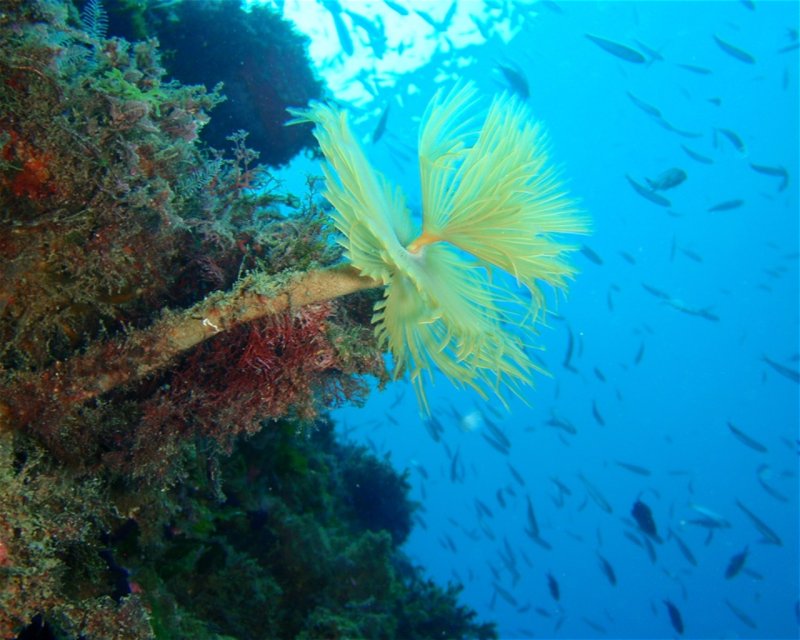 Divesite Image