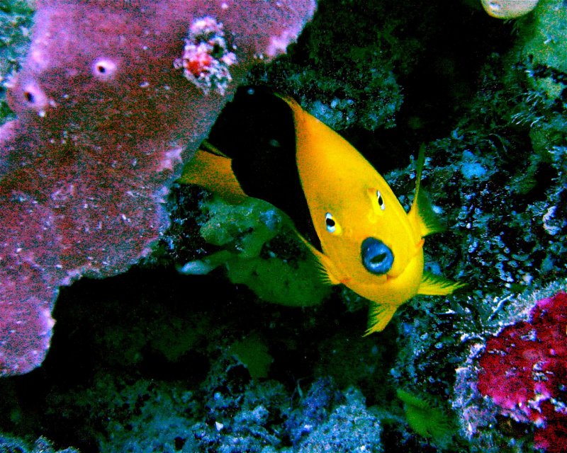 Divesite Image