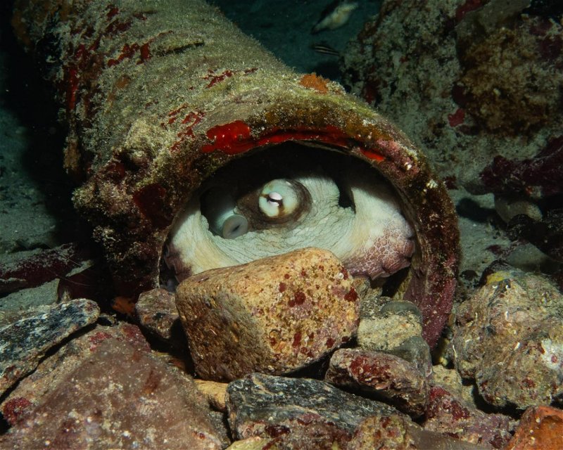 Divesite Image
