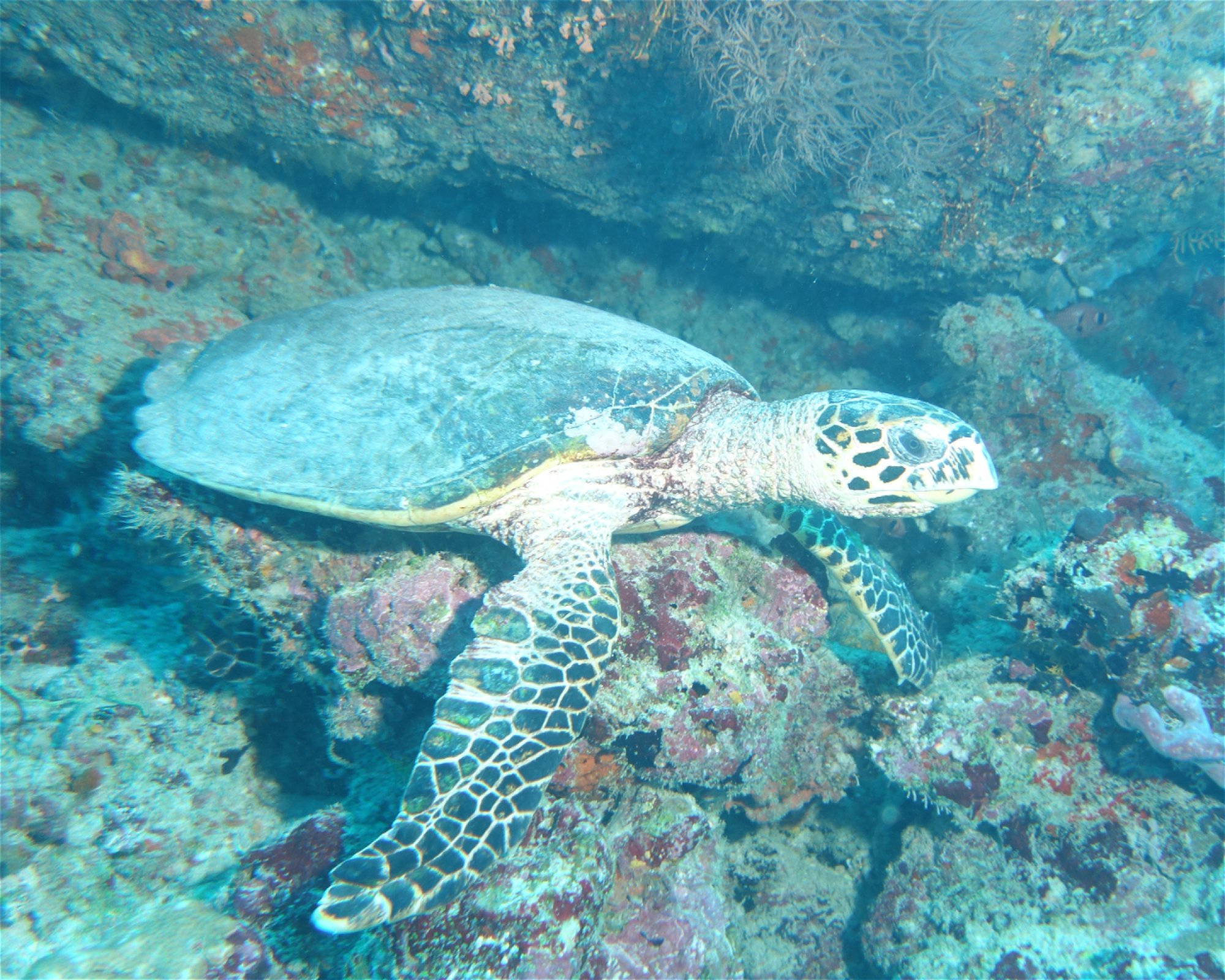 Sea Retreats Dive & Watersports, 20092 Thulusdhoo
