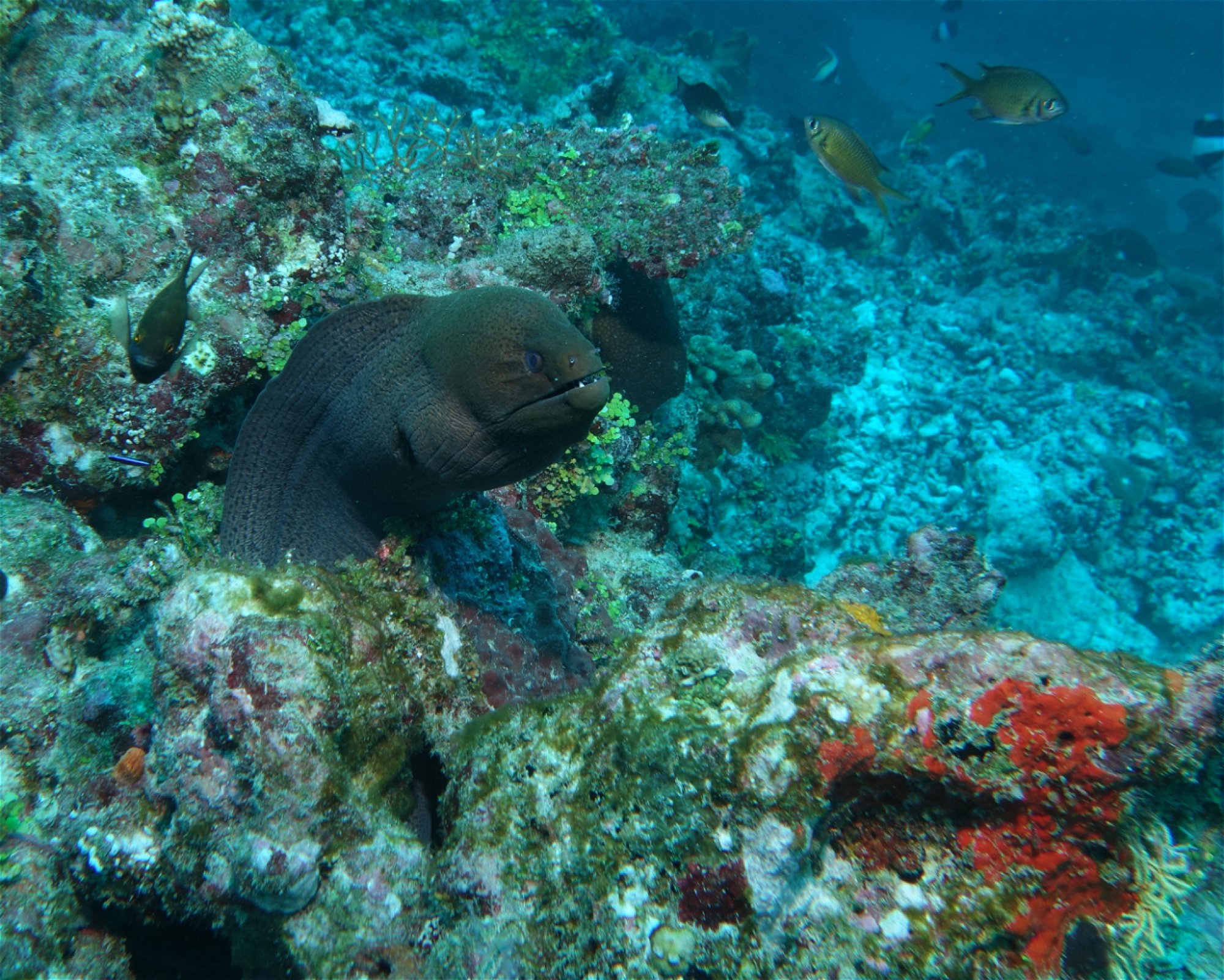 Sea Retreats Dive & Watersports, 20092 Thulusdhoo
